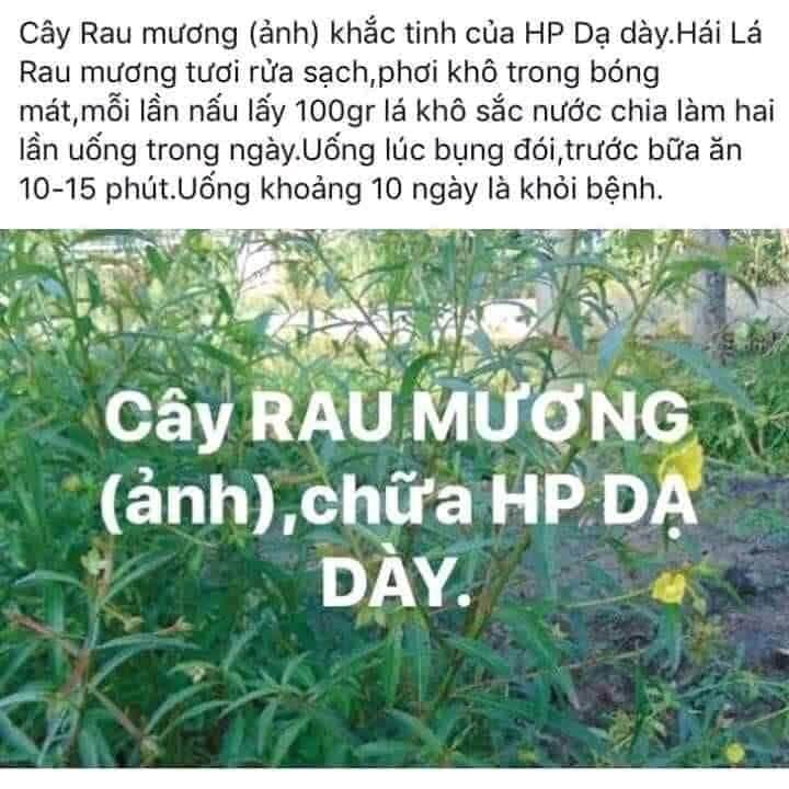 cây rau mương 0,5kg khô