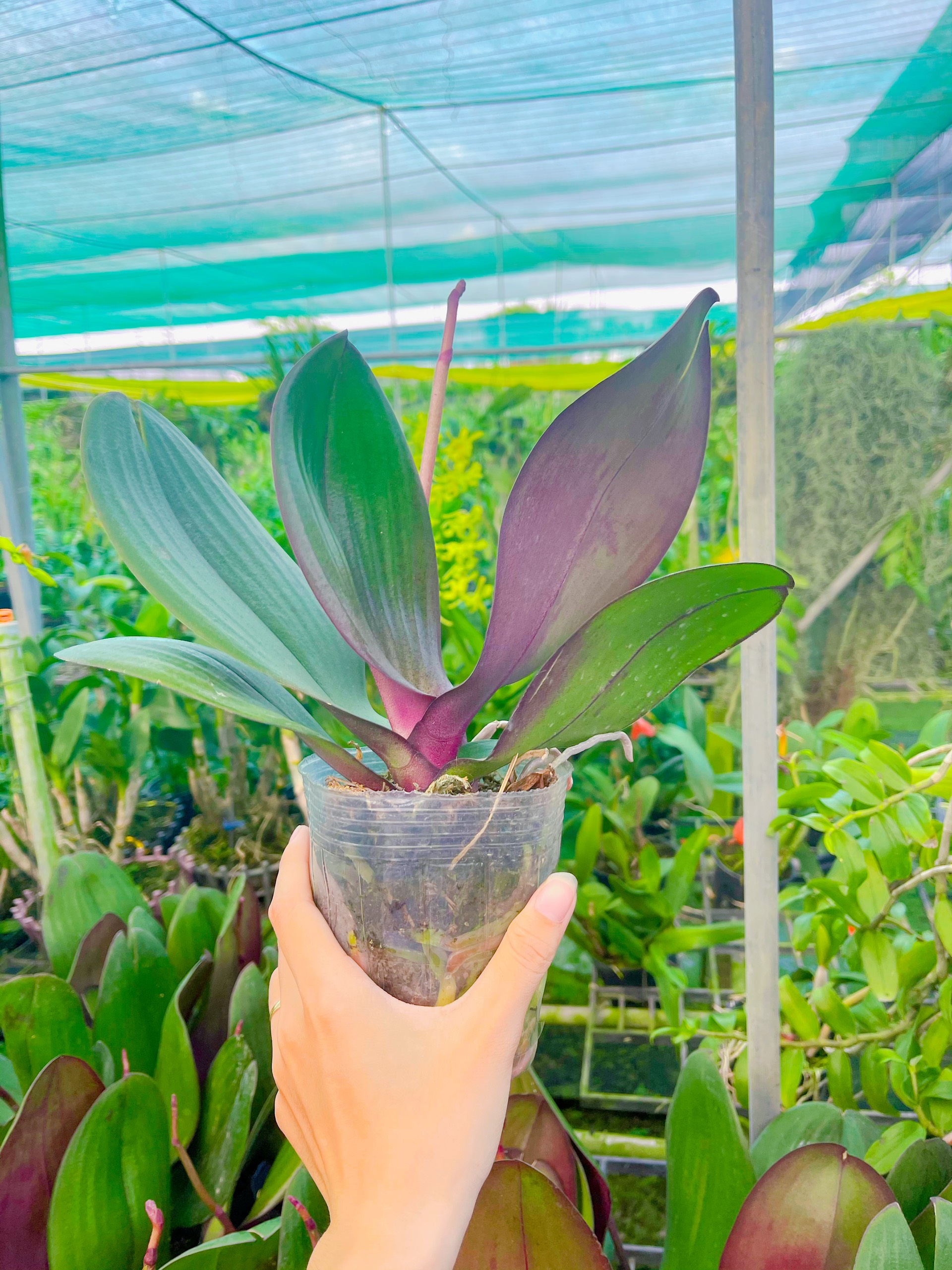 HOA LAN HỒ ĐIỆP BĂNG BĂNG
