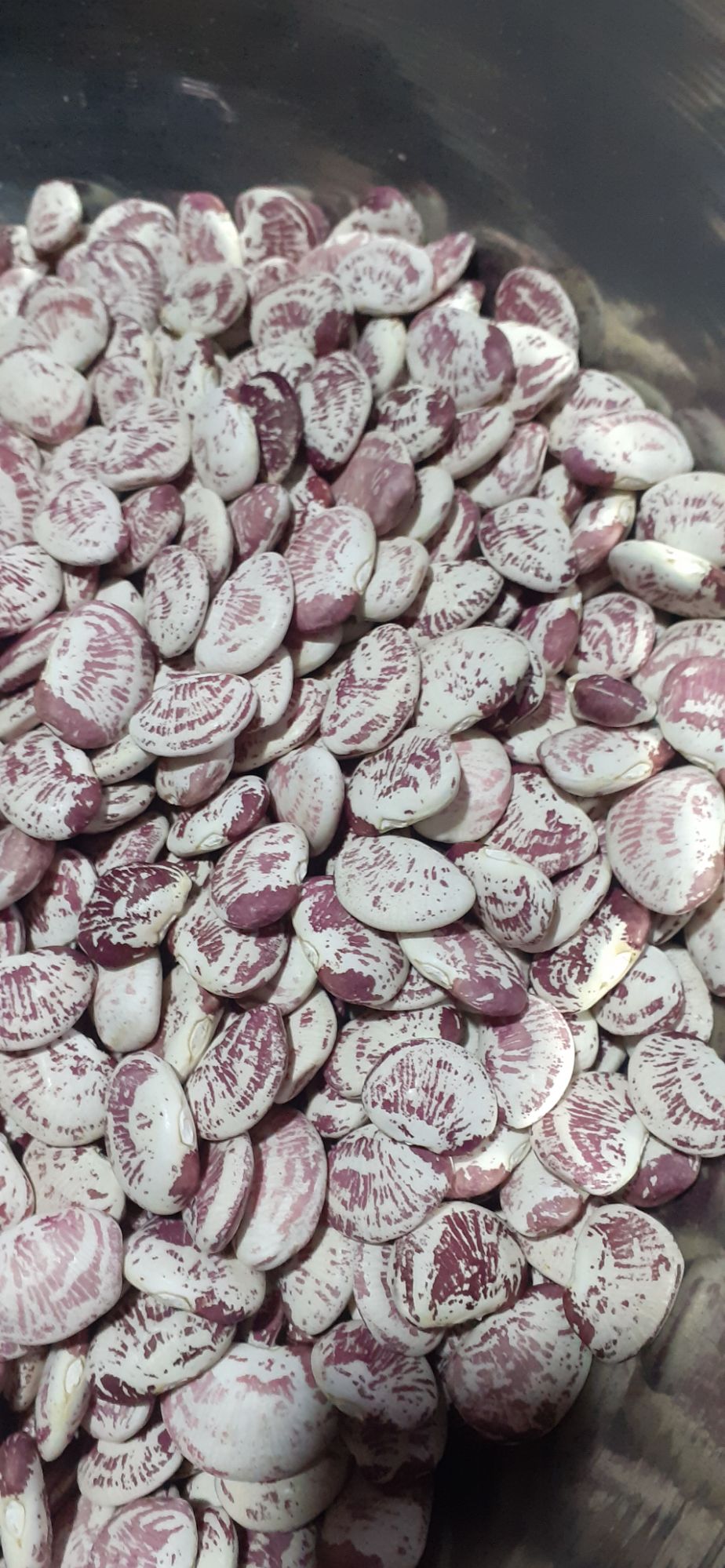 Phaseolus lunatus