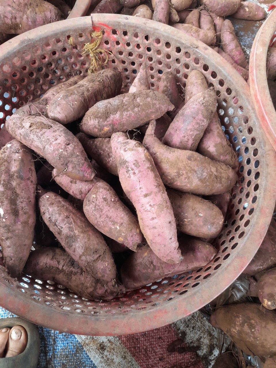 KHOAI LANG MậT ĐÀ LẠT SIZE NHỏ (10-14 Củ 1 KÝ)- SAM LÊ SHOP...