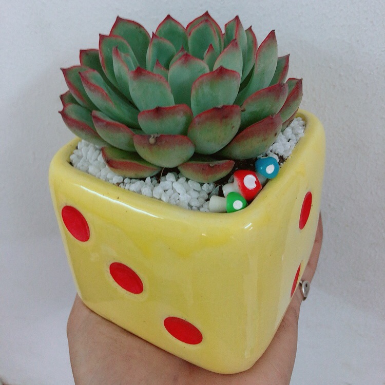 Chậu sen viền hồng