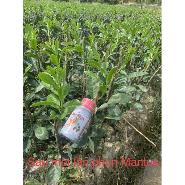 Phân bón vi lượng MANTUS 100ml ĐỒNG SINH HỌC