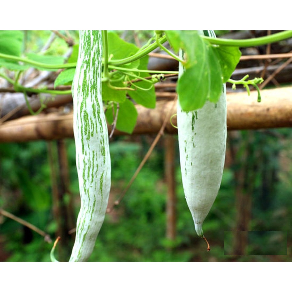 Hạt giống khổ qua tây ( Khổ qua tây trắng ) - Gói 2gram