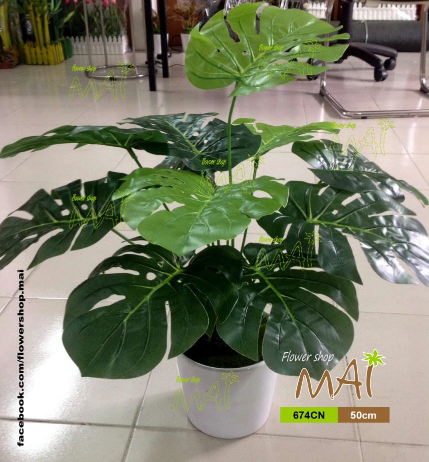 Trầu bà nam mỹ