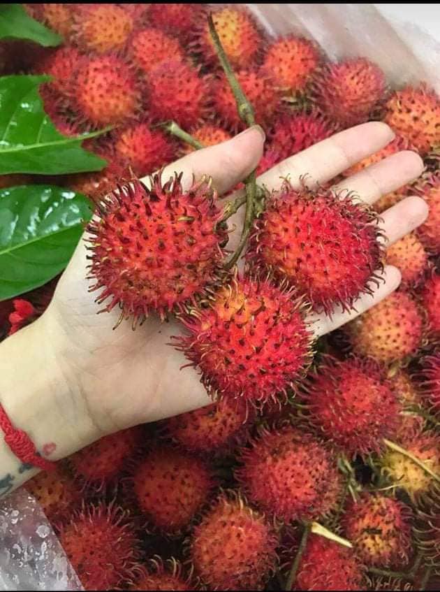 cây giống chôm chôm thái