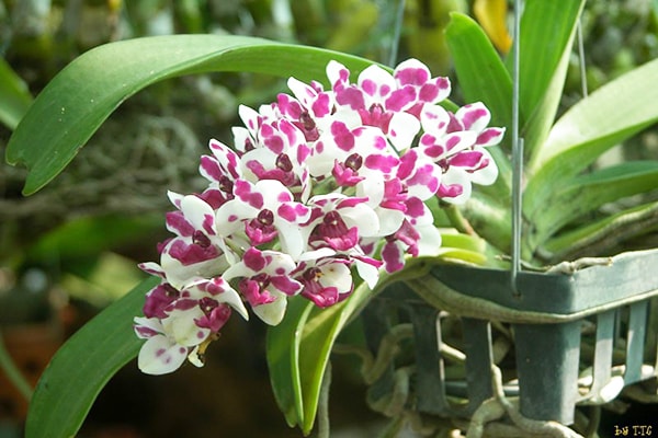 LAN RỪNG QUẾ TÍM - Hàng chuẩn Rừng - HOA ĐẸP THƠM