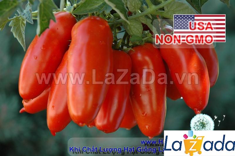 0.1Gr Hạt Giống Cà Chua Cherry Dài SanMazano (A3.101| B41*W45*M180)