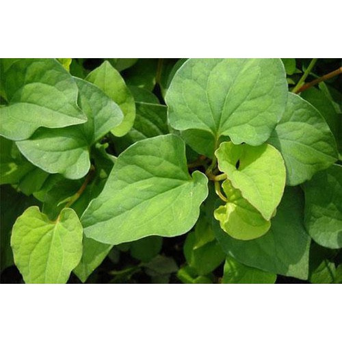 CÂY RAU DIẾP CÁ- rau dấp tanh - gửi nguyên bầu giống