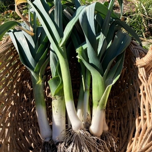 Poireau (Leek) Seeds (Rado 642) 1gr Package