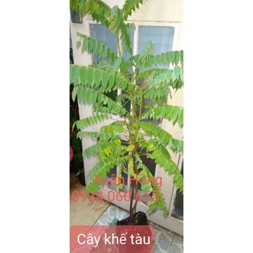 cây khế tàu cao 80-100cm.
