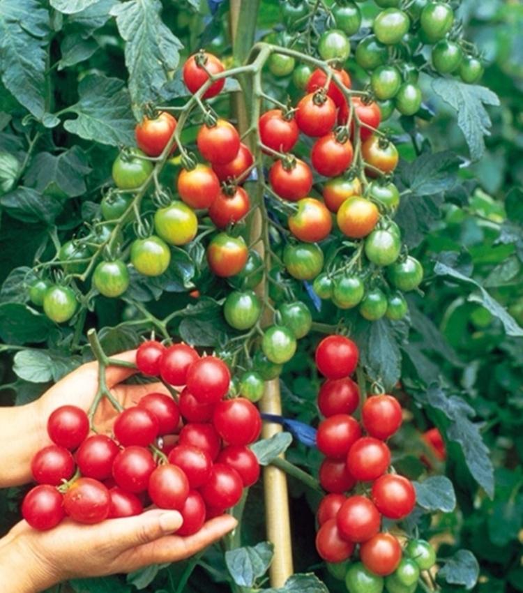 30 Hạt giống Cà chua bi cao quả tròn đỏ - Giống sai quả
