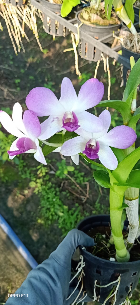 Chậu cây lan Dendro màu hồng pha trắng