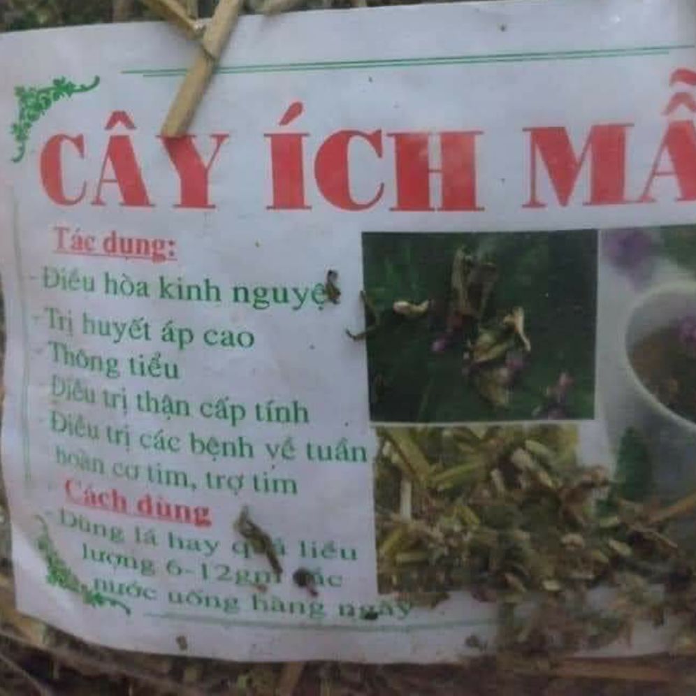 Cây ích mẫu khô (1kg)