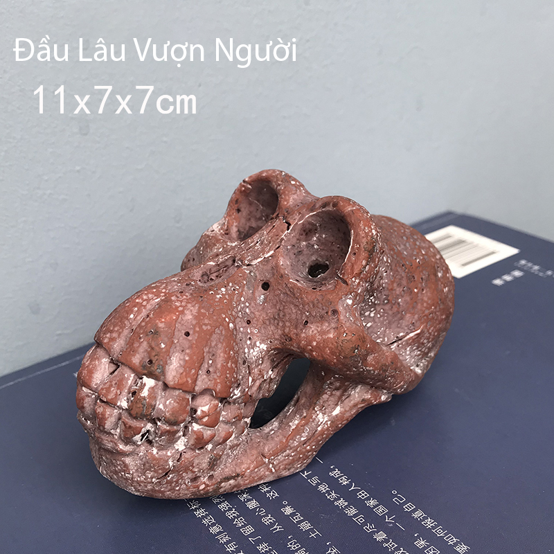 Đồ chơ khảo cổ đào hóa thạch đầu động vật, vượn người, hổ răng nanh, chim ưng Đồ chơi giáo dục. truy tìm đầu lâu.