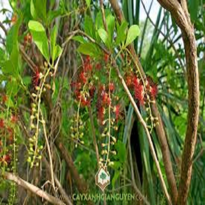 CÂY GIỐNG CÂY LỘC VỪNG-CÂY phôi nhỏ