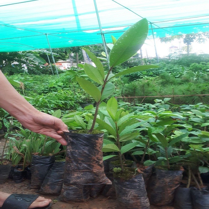 Cây dọc rừng giống khỏe đẹp