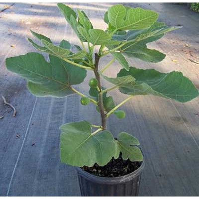 Cây sung mỹ, Cây sung Mỹ có trái , màu đen thẫm