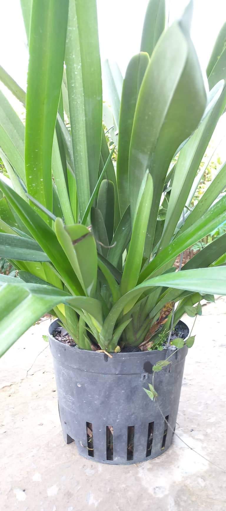 HOA LAN KIẾM NHƯ QUỲNH GIEO HẠT PHI 16