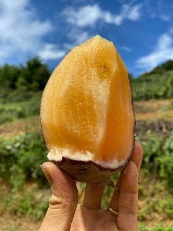 Khoai sâm đất 1kg giòn ngọt