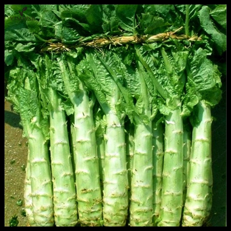 5gr hạt giống rau diếp tây