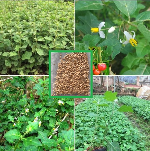 Hạt giống cây cà gai leo ( cây dược liệu -  gói 50 hạt )