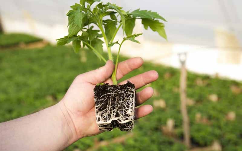 MAX ROOT - Kích Ra Rễ Cực Mạnh - hũ 100g