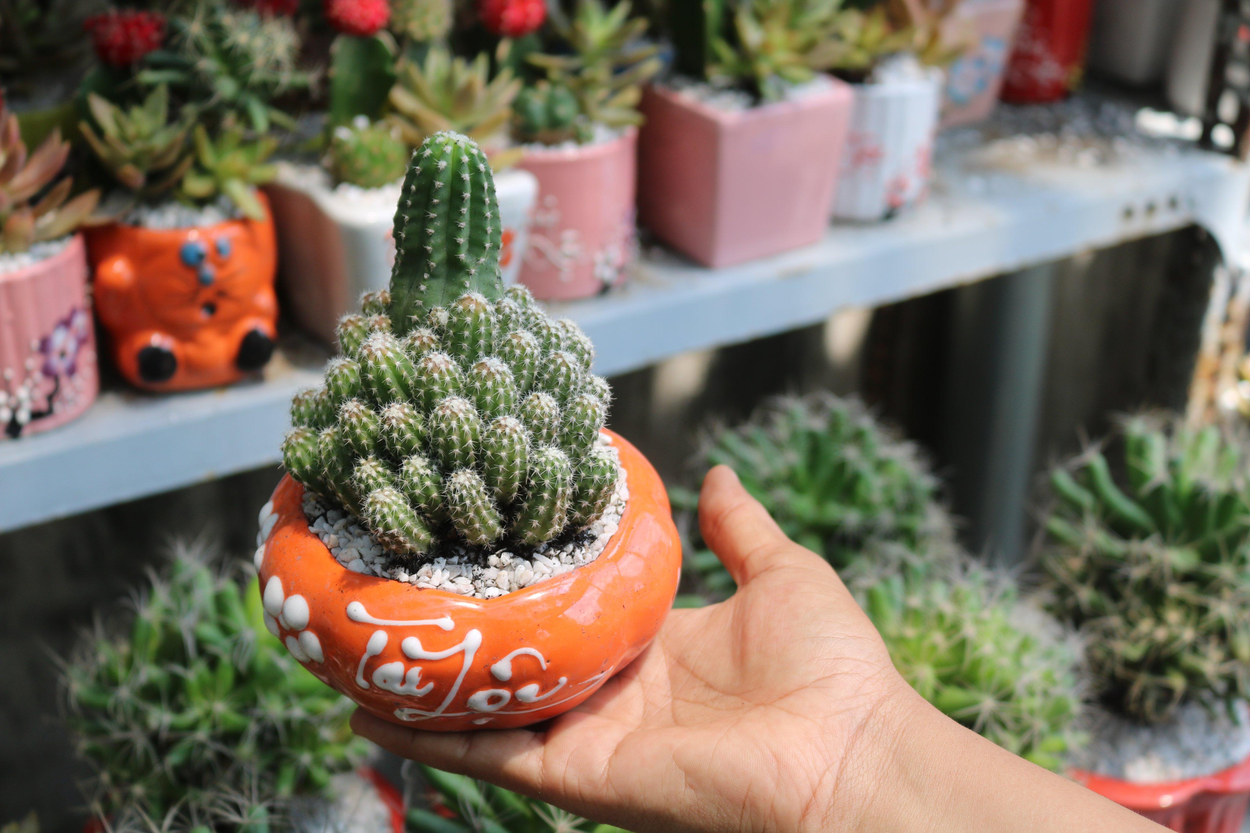 Chậu Sứ Xương Rồng Chùm