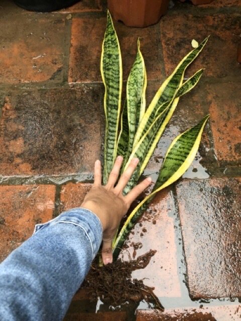 1 thân Cây lưỡi hổ giống rễ trần