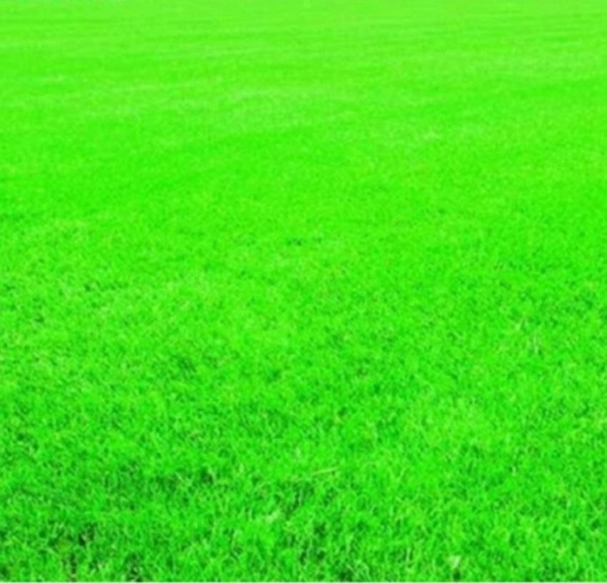 Hạt giống Cỏ trồng thảm Bermuda