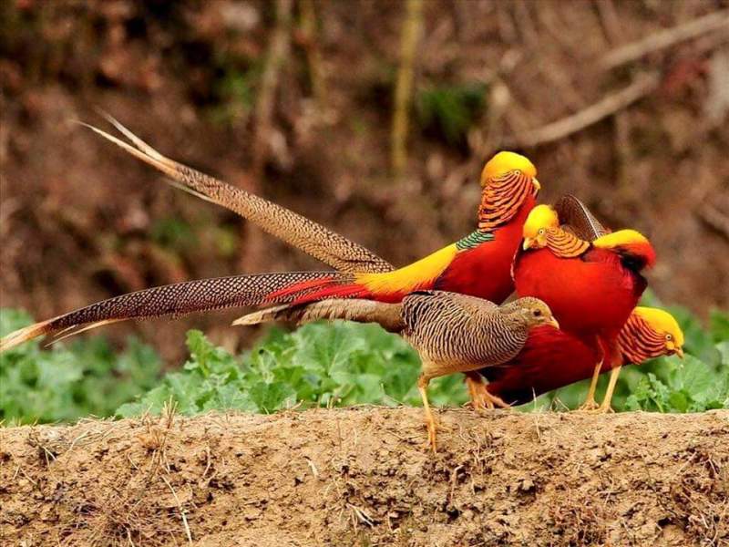 combo 10 trứng trĩ bảy màu ..ấp nở con giống