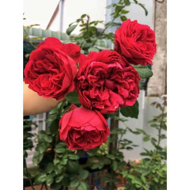 Combo 2 chậu cây hoa hồng Red Eden