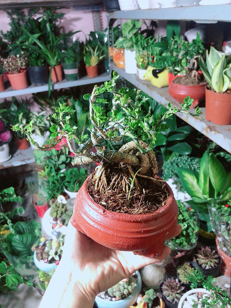 [HCM]Chậu Cây Cần Thăng Bonsai
