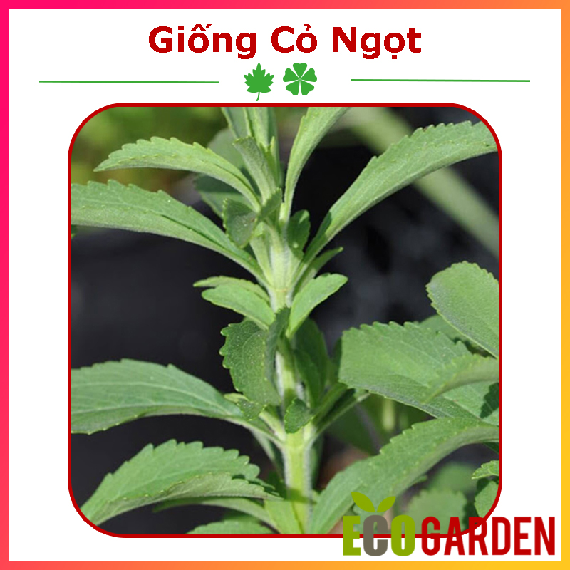Hạt Giống Cây Cỏ Ngọt Gói 5 Hạt (ECO.093)