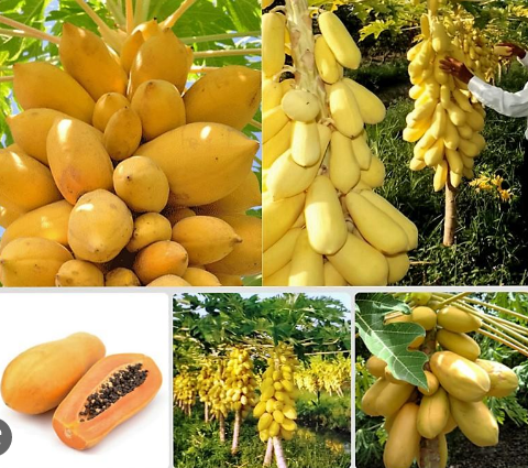 Đu đủ vỏ vàng Vĩnh Thành (5 hạt)