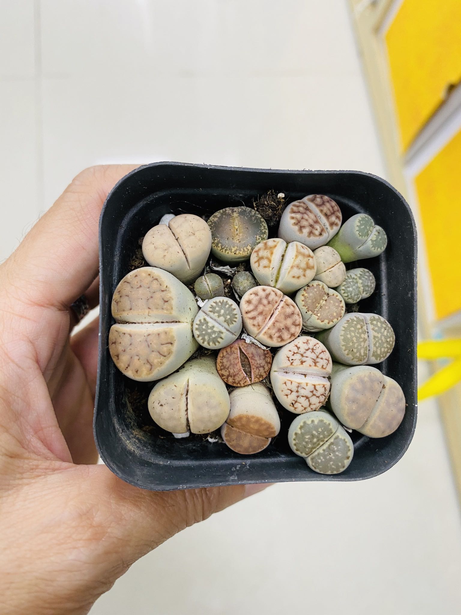 Chậu cây sen đá mông , lithops , thạch lan 1 năm tuổi