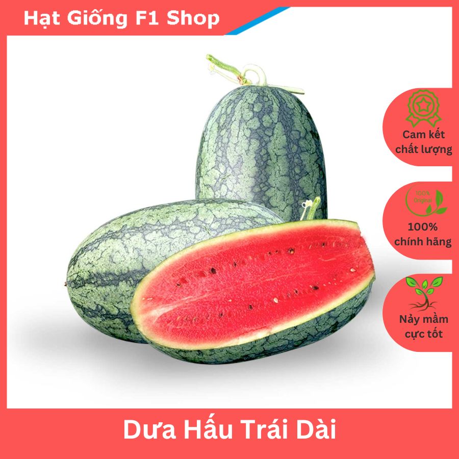 Hạt Giống Dưa Hấu Trái Dài Vỏ Mỏng