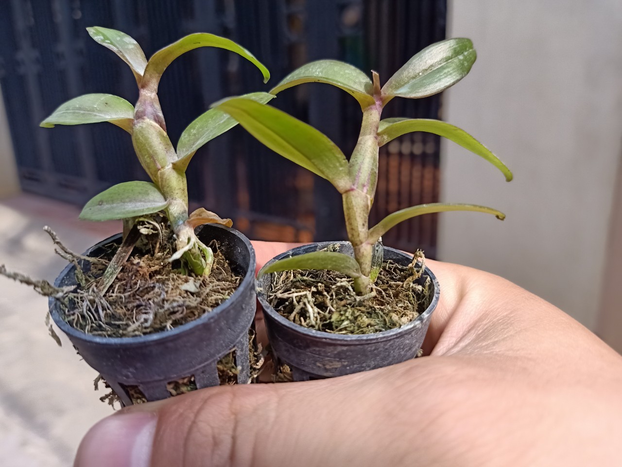 Phi điệp 6 mắt hàng giống