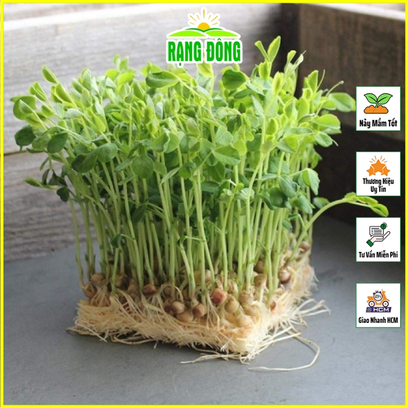 Hạt giống rau mầm đậu hà lan dễ trồng, thơm, ngọt - hạt giống rạng đông