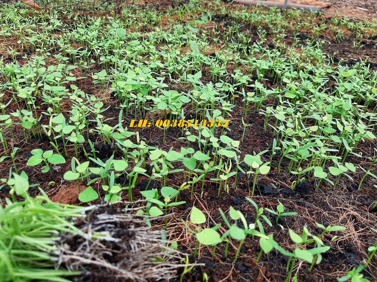 HẠT GIỐNG LÁ SƯƠNG SÂM LÔNG 100 HẠT