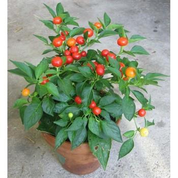 Hạt giống ớt kiểng quả tròn đỏ LUCKY SEEDS