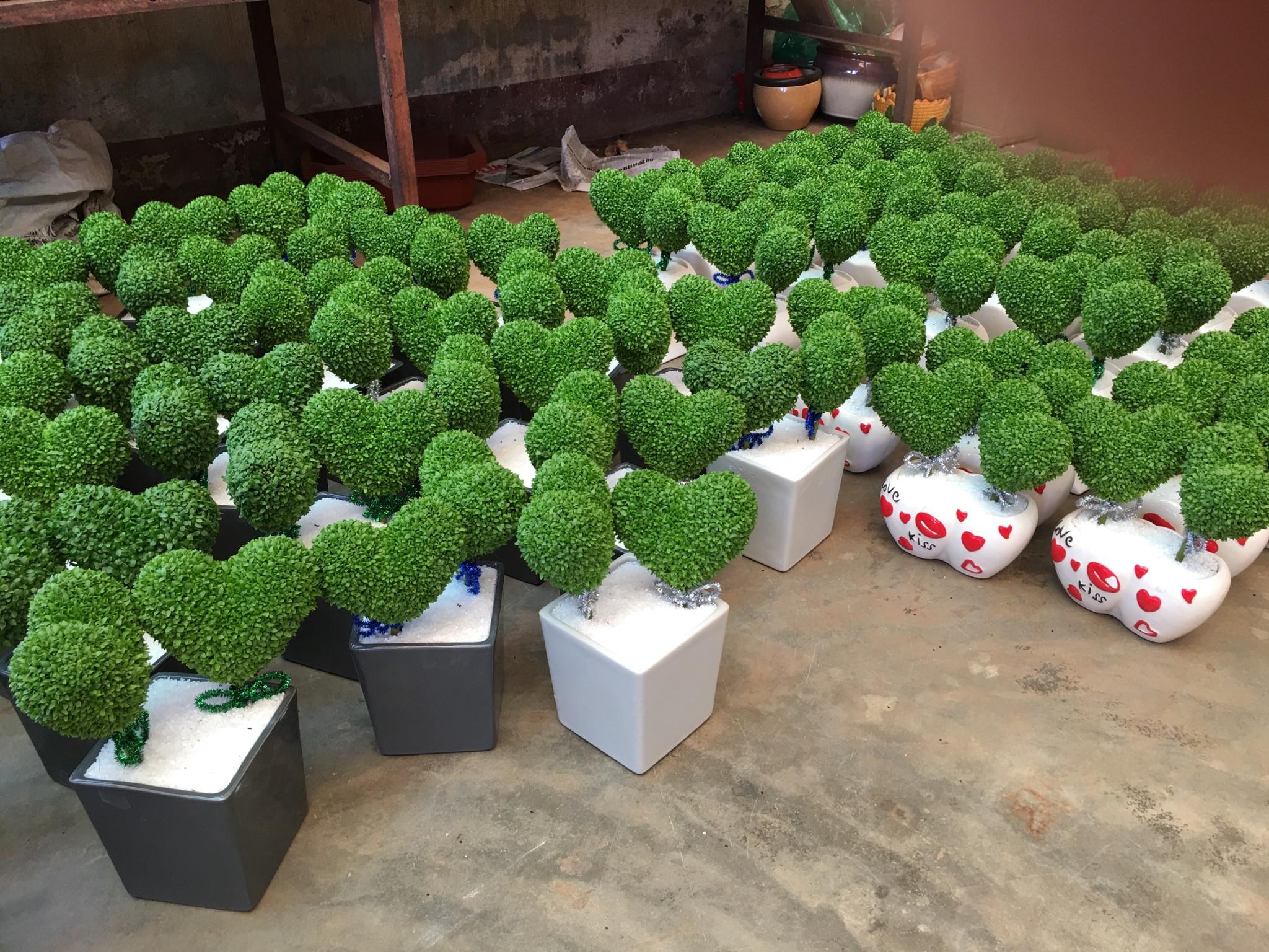 [HCM]Hạt giống cỏ may mắn - tặng thêm gói hạt giống ngẫu nhiên