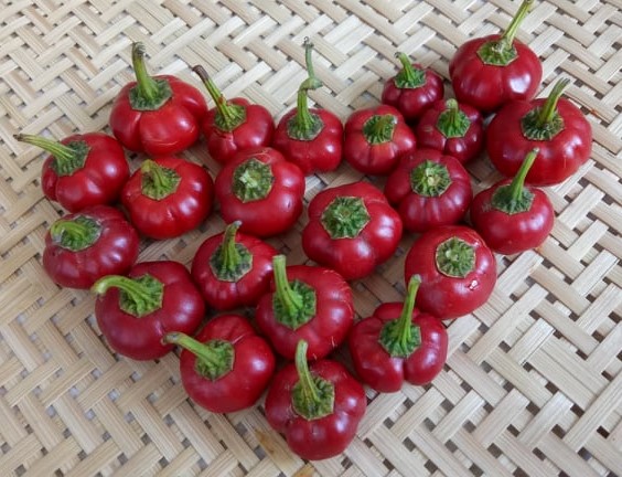 5 Hạt giống Ớt bí ngô ( pumpkin pepper)