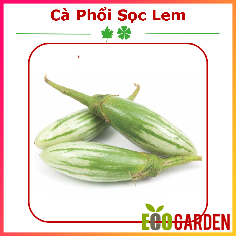 Hạt Giống Cà Phổi Sọc Lem Dễ Trồng (ECO.424)