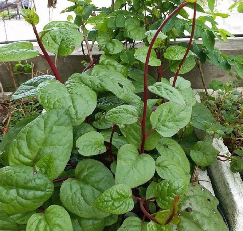 Hạt giống rau mồng tơi tím thái lan -gói 1 gram(tặng kèm phân bón)