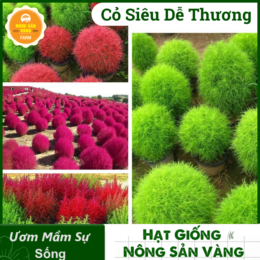 Hạt Giống Cây Cỏ Đổi Màu Kochia Nhật Bản ( Gói 100 Hạt) Nông Sản Vàng