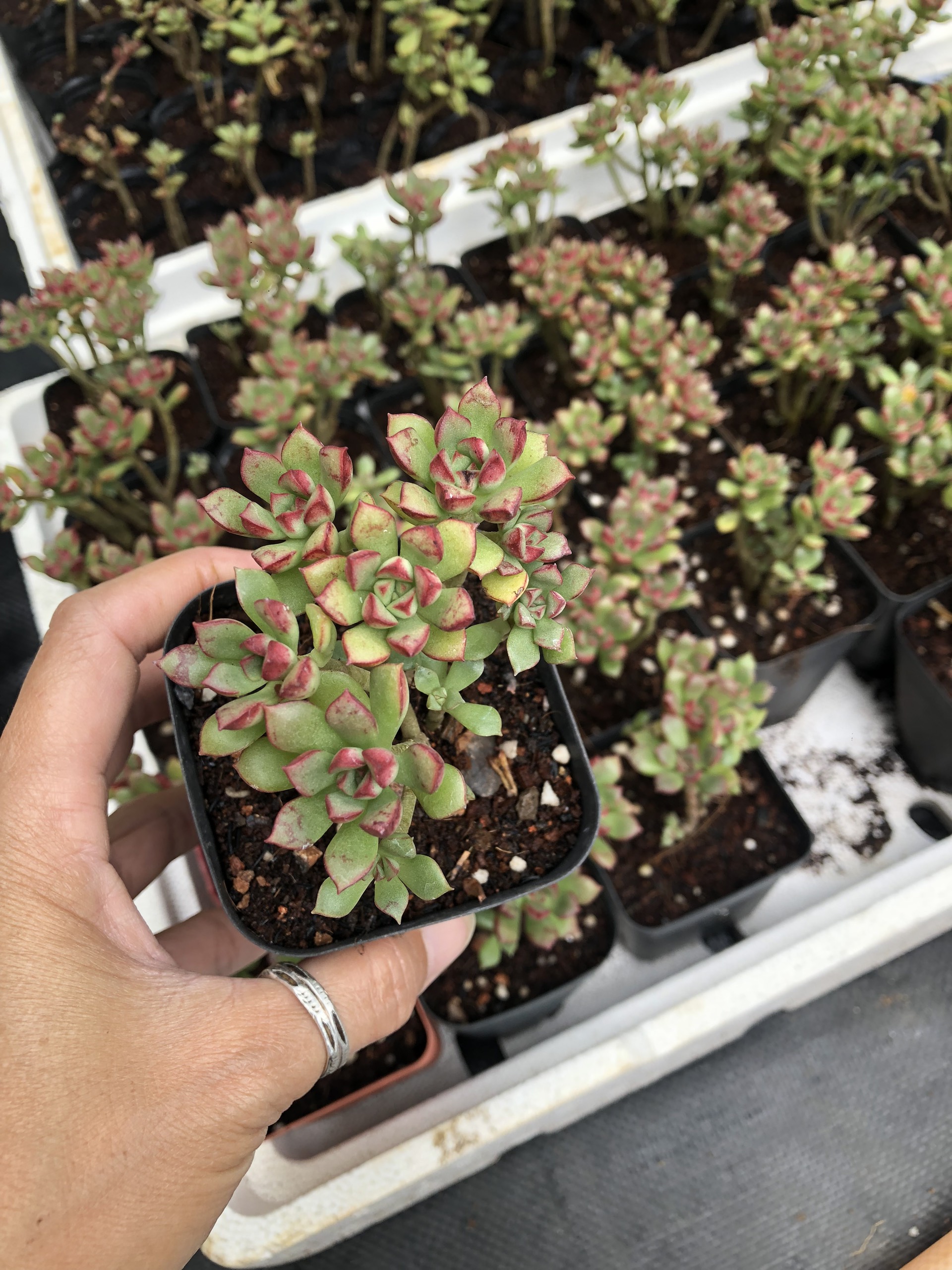Sen đá Mặt Trời mới