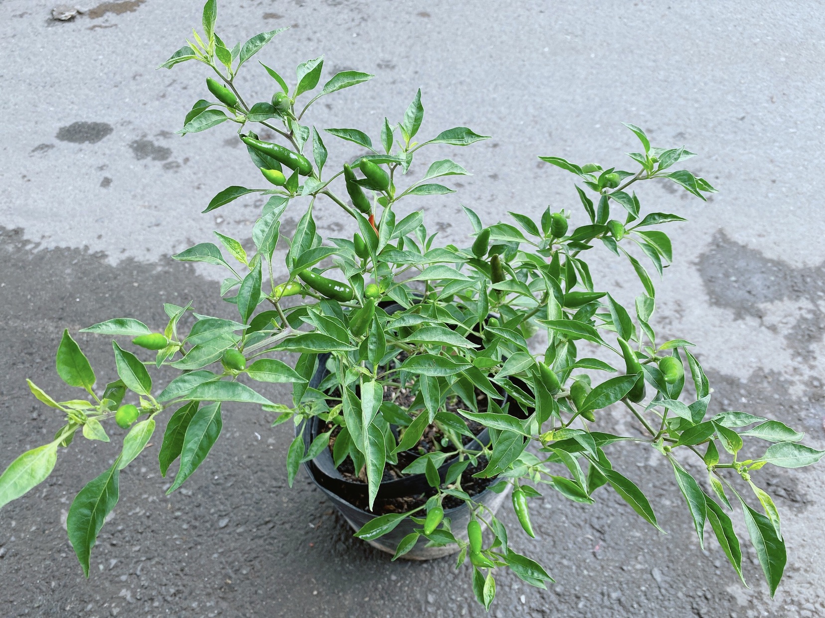 Bụi Ớt Hiểm Cho Trái To