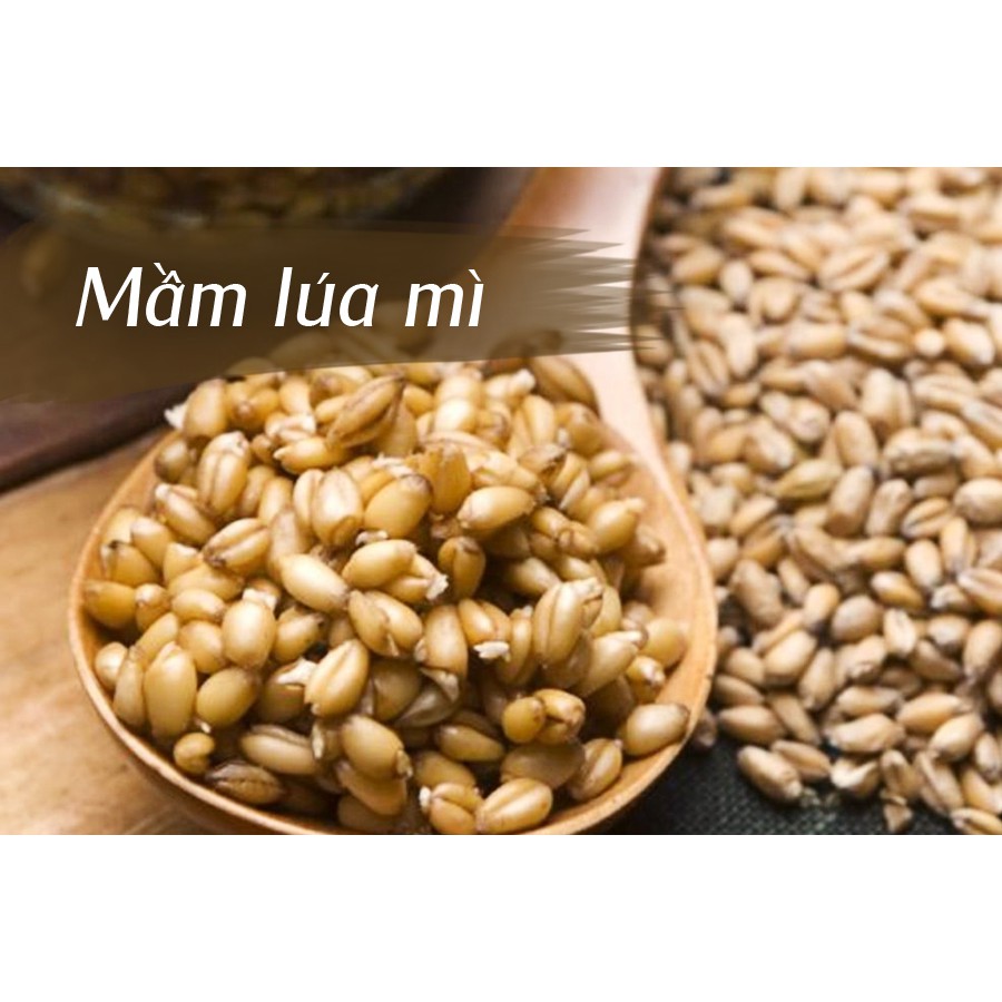 1KG - HẠT GIỐNG CỎ LÚA MÌ( LÚA MẠCH) - CỎ MÈO