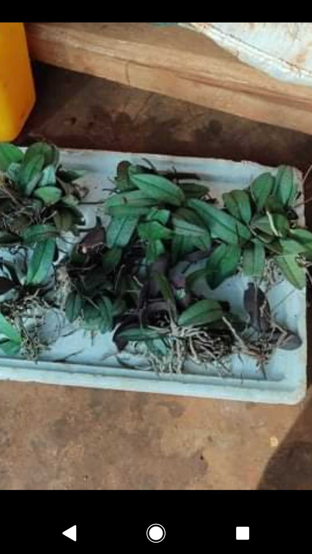 Lan hồ điệp mini sai hoa rất đẹp