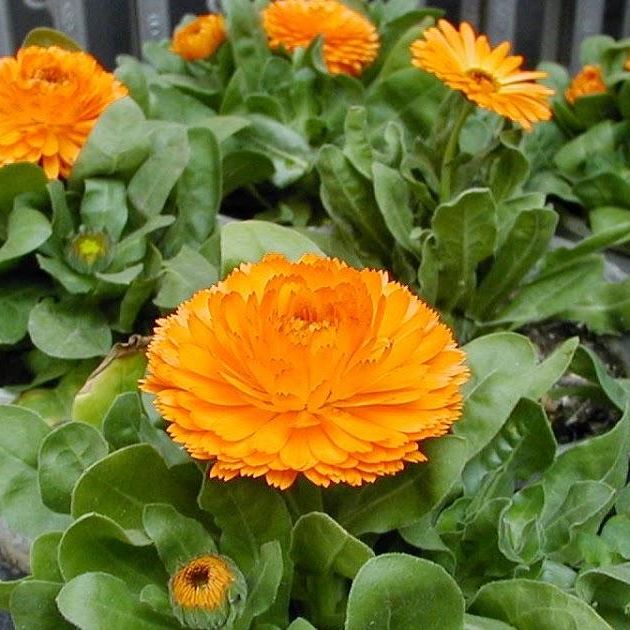 Hạt Giống Hoa Cúc SuSi Nhiều Màu (0.1gr)